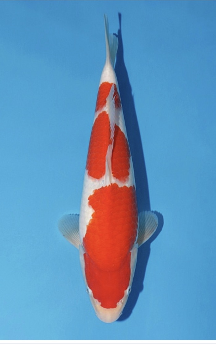 kohaku