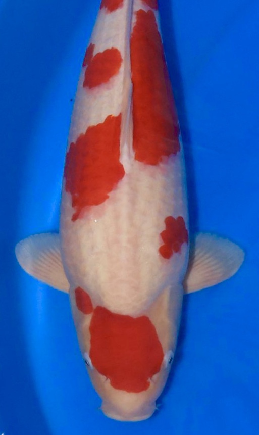 kohaku